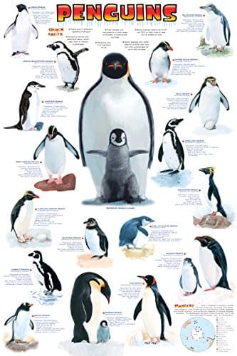 EuroGraphics Penguins Poster, 36 x 24 inch